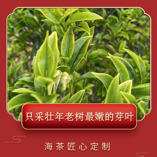 【升级又加量】新版海茶 凤凰单丛鸭屎香 升级版 更香更浓 商品图4