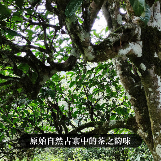 【绿票】联合葫芦谷茶农:李明 共同出品；甘甜如橄榄汁 暗含竹叶清稥 357克/饼 拍5发6拍20发25 商品图1