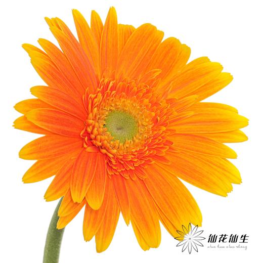 非洲菊 | 金色 商品图2