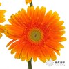 非洲菊 | 金色 商品缩略图4