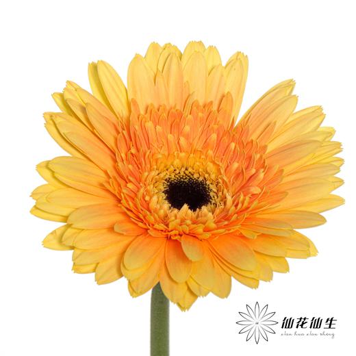 非洲菊 | 香槟 商品图2