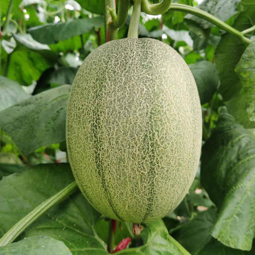 
【产地直发】海南哈密瓜3/5/9斤装-GP 商品图1