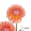 配花 | 大丽花密橘之夏 商品缩略图2