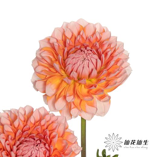 配花 | 大丽花密橘之夏 商品图2