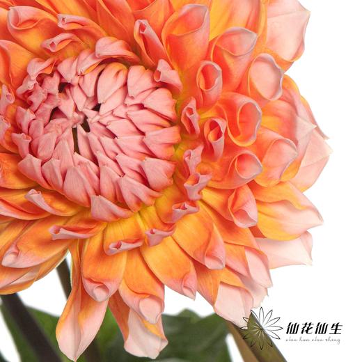 配花 | 大丽花密橘之夏 商品图0