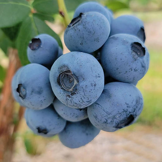 国产蓝莓（篮装2kg）（果粉好 甜度高） 商品图1