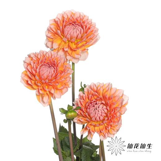 配花 | 大丽花密橘之夏 商品图1