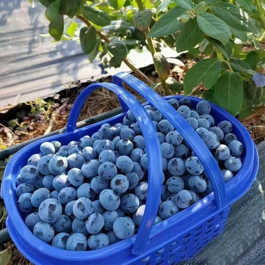 国产蓝莓（篮装2kg）（果粉好 甜度高） 商品图0