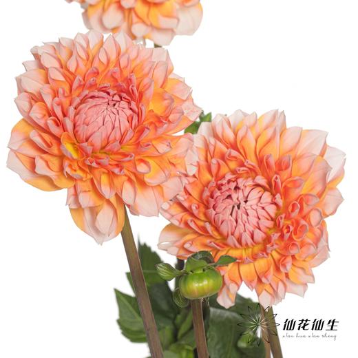 配花 | 大丽花密橘之夏 商品图3