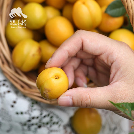 生态珍珠油杏| 合作生产 *Eco Pearl Apricot | Coprodution 商品图2