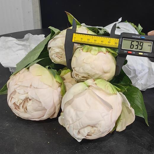妈妈的选择母爱芍药花5支 商品图11