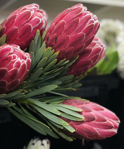 【南非花材】维纳斯-皇后  单枝 商品图3