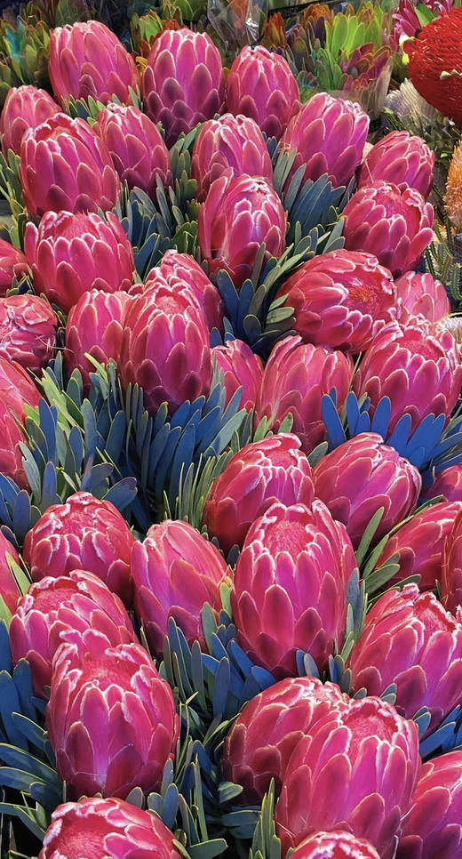 【南非花材】维纳斯-皇后  单枝 商品图6