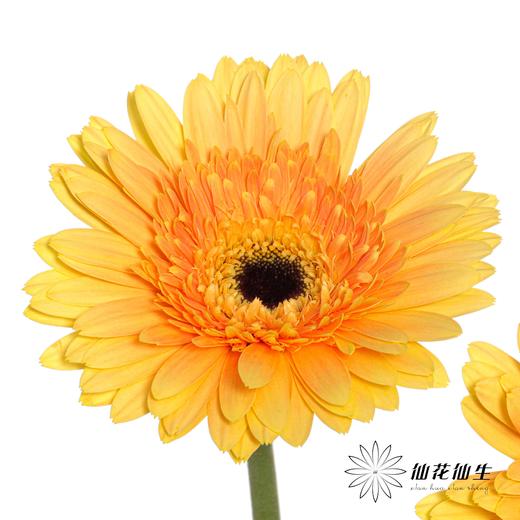 非洲菊 | 香槟 商品图0