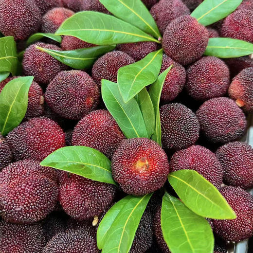 【一口爆汁】】东魁杨梅 500g/份 商品图0