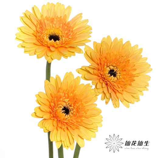 非洲菊 | 香槟 商品图1