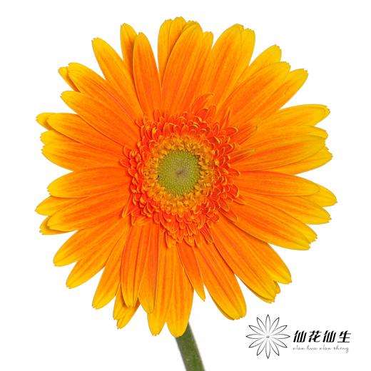 非洲菊 | 金色 商品图0