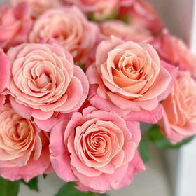 猪猪小姐玫瑰，最佳上镜玫瑰，浪漫的粉色，一束十支