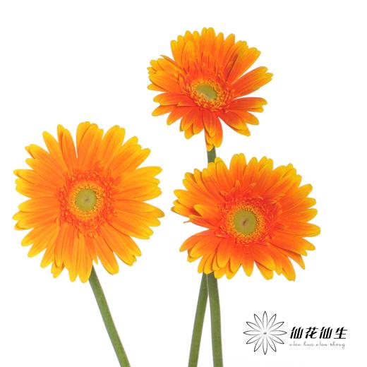 非洲菊 | 金色 商品图1
