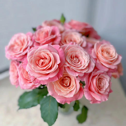 猪猪小姐玫瑰，最佳上镜玫瑰，浪漫的粉色，一束十支 商品图2