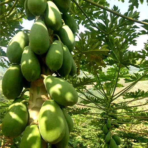 【产地直发】海南树上熟红心木瓜/新鲜牛奶青木瓜/健康轻食3/5/8斤装-GP 商品图3