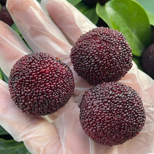 【一口爆汁】】东魁杨梅 500g/份 商品图1