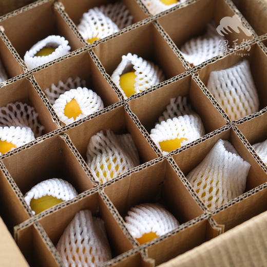 生态珍珠油杏| 合作生产 *Eco Pearl Apricot | Coprodution 商品图4