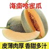 正宗海南哈密瓜新鲜水果精品晓密网纹瓜 5-9斤- -GP 商品缩略图0