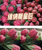 【南非花材】维纳斯-皇后  单枝 商品缩略图2