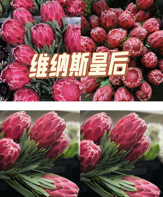 【南非花材】维纳斯-皇后  单枝 商品图2