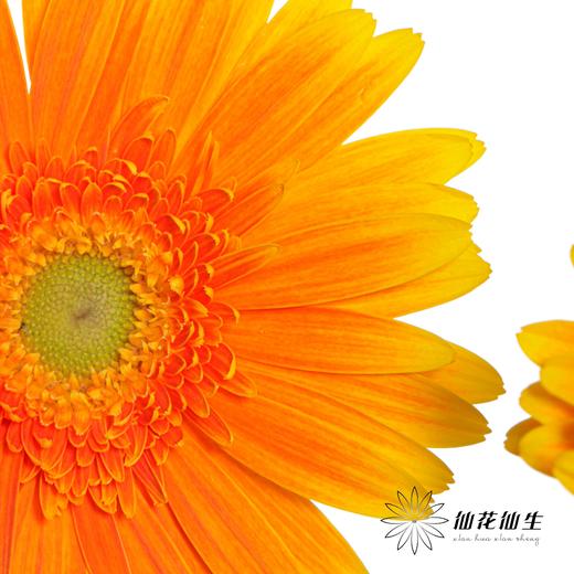 非洲菊 | 金色 商品图3