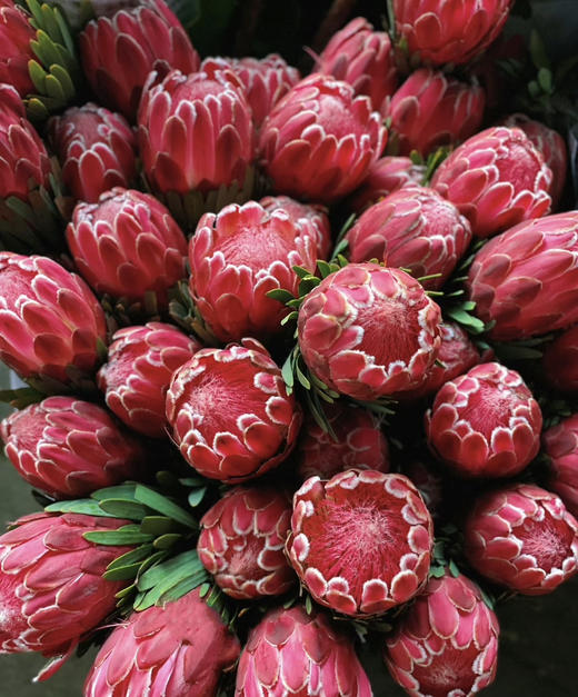 【南非花材】维纳斯-皇后  单枝 商品图5