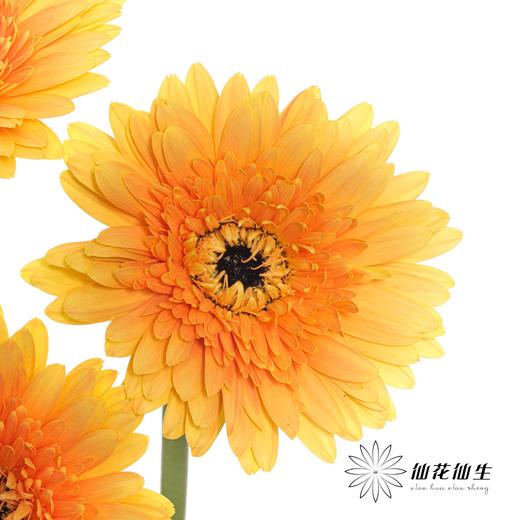 非洲菊 | 香槟 商品图4