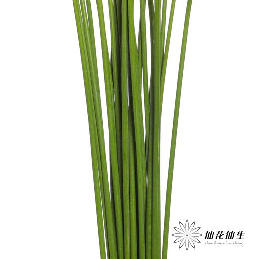 配花 | 紫骄花 商品图7