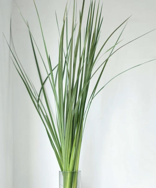 新菖蒲（菖蒲叶）若干枝/扎 商品图4