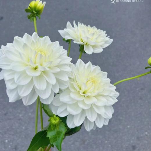 大丽花丨白石英丨5支 商品图1