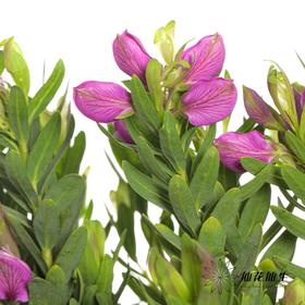 配花 | 豆蔻年华