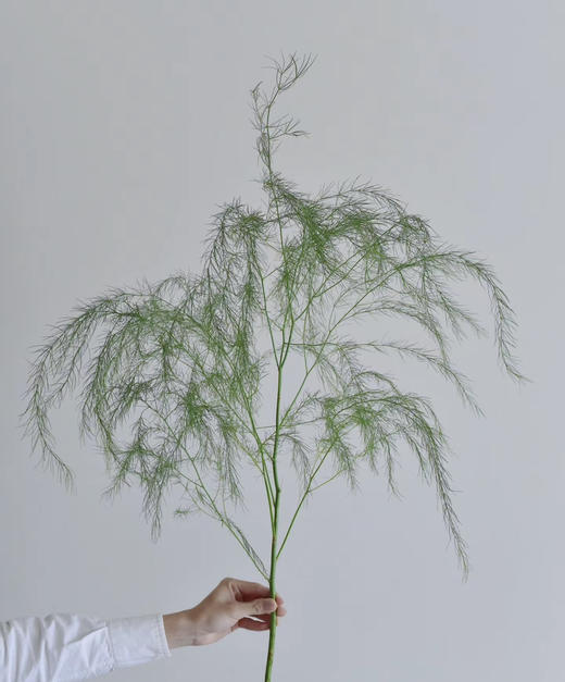 【如烟似雾】芦荀草（网红草）若干枝/扎 商品图3