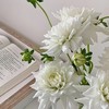 大丽花丨白石英丨5支 商品缩略图0