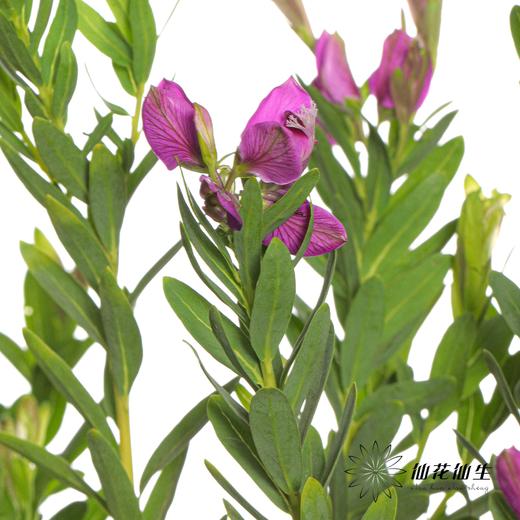 配花 | 豆蔻年华 商品图3