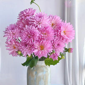 大丽花丨粉石英丨5支