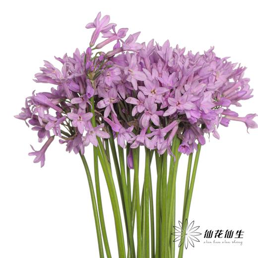 配花 | 紫骄花 商品图8