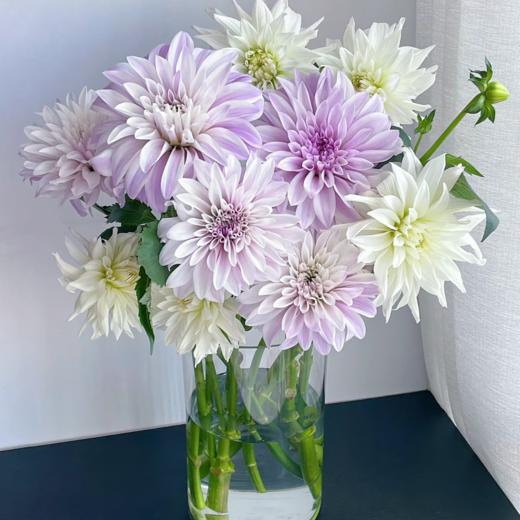 大丽花丨月亮石丨5支 商品图1