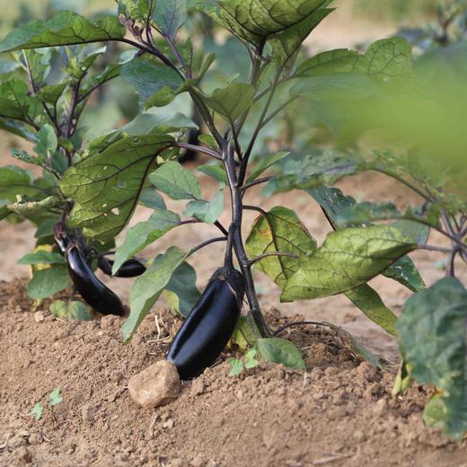 【源频·茄子】750g 商品图2