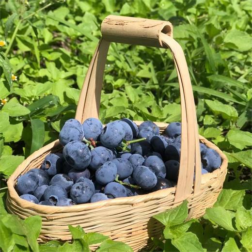 生态高山蓝莓（云南） | 合作生产*Ecological Yunnan alpine blueberry |  artner Production 商品图3