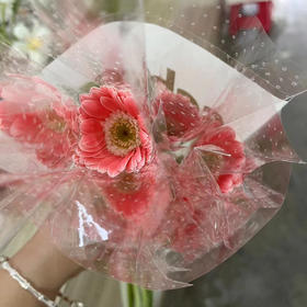 非洲菊.芭比娃娃（粉色迷你）