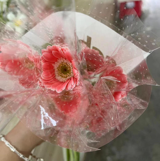 非洲菊.芭比娃娃（粉色迷你） 商品图0