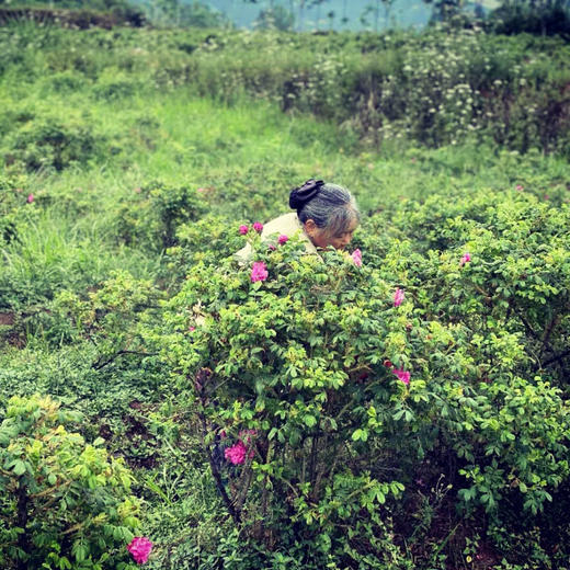 黑糖玫瑰180g/瓶*2（有机玫瑰花加工） 商品图10