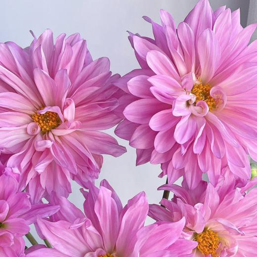 大丽花丨粉石英丨5支 商品图1