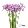 配花 | 紫骄花 商品缩略图1